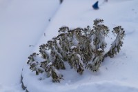 Filename=schnee-sulz-35-IMG_6083bs.JPG
Filesize=488KiB
Dimensions=1920x1280
Date added=Feb 07, 2012 schnee-sulz-35-IMG_6083bs.JPG
