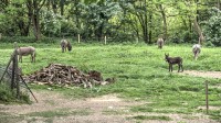 Dateiname=2017-05-21_15-29-28_Radkersburg_7D2L5481_2_3b.jpg
Dateigröße=1344KB
Abmessungen: 1920x1080
hinzugefügt am: 03. Juni 2017 2017-05-21_15-29-28_Radkersburg_7D2L5481_2_3b.jpg