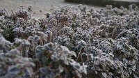 Dateiname=2016-12-30_08-46-37_frost_7D2L1875b.jpg
Dateigröße=805KB
Abmessungen: 1920x1080
hinzugefügt am: 03. Januar 2017 2016-12-30_08-46-37_frost_7D2L1875b.jpg