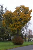 Dateiname=2012-10-20_11-06-21_herbst_7D1L6696bs.JPG
Dateigröße=1089KB
Abmessungen: 1280x1920
hinzugefügt am: 26. Oktober 2012 2012-10-20_11-06-21_herbst_7D1L6696bs.JPG