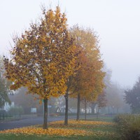 Dateiname=2015-10-26_07-22-20_morgen_7D2L5531b.jpg
Dateigröße=1293KB
Abmessungen: 1920x1920
hinzugefügt am: 03. November 2015 2015-10-26_07-22-20_morgen_7D2L5531b.jpg