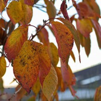 Dateiname=2015-11-10_17-14-42-Herbst-7D2L5847b.jpg
Dateigröße=929KB
Abmessungen: 1920x1920
hinzugefügt am: 10. November 2015 2015-11-10_17-14-42-Herbst-7D2L5847b.jpg