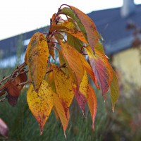Dateiname=2015-11-10_17-14-58-Herbst-7D2L5849b.jpg
Dateigröße=1019KB
Abmessungen: 1920x1920
hinzugefügt am: 10. November 2015 2015-11-10_17-14-58-Herbst-7D2L5849b.jpg