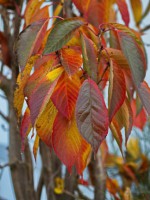 Dateiname=2015-11-10_17-15-08-Herbst-7D2L5850b.jpg
Dateigröße=782KB
Abmessungen: 1440x1920
hinzugefügt am: 10. November 2015 2015-11-10_17-15-08-Herbst-7D2L5850b.jpg