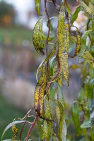 Dateiname=2015-11-10_17-18-14-Herbst-7D2L5872b.jpg
Dateigröße=818KB
Abmessungen: 1280x1920
hinzugefügt am: 10. November 2015 2015-11-10_17-18-14-Herbst-7D2L5872b.jpg