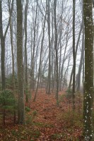 Dateiname=2015-12-08_10-12-44-Herbst-Nebel-7D2L6132b.jpg
Dateigröße=1371KB
Abmessungen: 1280x1920
hinzugefügt am: 08. Dezember 2015 2015-12-08_10-12-44-Herbst-Nebel-7D2L6132b.jpg