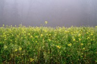 Dateiname=2015-12-08_10-22-40-Herbst-Nebel-7D2L6156b.jpg
Dateigröße=1372KB
Abmessungen: 1920x1280
hinzugefügt am: 08. Dezember 2015 2015-12-08_10-22-40-Herbst-Nebel-7D2L6156b.jpg