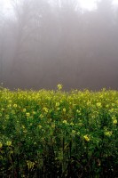 Dateiname=2015-12-08_10-22-43-Herbst-Nebel-7D2L6157b.jpg
Dateigröße=1125KB
Abmessungen: 1280x1920
hinzugefügt am: 08. Dezember 2015 2015-12-08_10-22-43-Herbst-Nebel-7D2L6157b.jpg