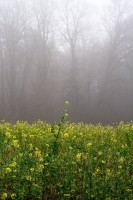 Dateiname=2015-12-08_10-22-57-Herbst-Nebel-7D2L6161b.jpg
Dateigröße=1117KB
Abmessungen: 1280x1920
hinzugefügt am: 08. Dezember 2015 2015-12-08_10-22-57-Herbst-Nebel-7D2L6161b.jpg