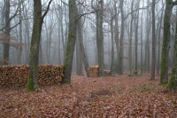 Dateiname=2015-12-08_10-24-44-Herbst-Nebel-7D2L6173b.jpg
Dateigröße=1286KB
Abmessungen: 1920x1280
hinzugefügt am: 08. Dezember 2015 2015-12-08_10-24-44-Herbst-Nebel-7D2L6173b.jpg