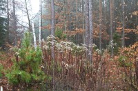 Dateiname=2015-12-08_10-29-29-Herbst-Nebel-7D2L6190b.jpg
Dateigröße=1371KB
Abmessungen: 1920x1280
hinzugefügt am: 08. Dezember 2015 2015-12-08_10-29-29-Herbst-Nebel-7D2L6190b.jpg