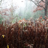 Dateiname=2015-12-08_10-36-03-Herbst-Nebel-7D2L6208b.jpg
Dateigröße=1511KB
Abmessungen: 1920x1920
hinzugefügt am: 08. Dezember 2015 2015-12-08_10-36-03-Herbst-Nebel-7D2L6208b.jpg