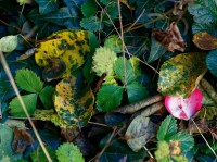 Dateiname=2017-10-17_16-30-10_Herbst_7D1L3904_DxOb.jpg
Dateigröße=3598KB
Abmessungen: 4366x3274
hinzugefügt am: 17. Oktober 2017 2017-10-17_16-30-10_Herbst_7D1L3904_DxOb.jpg