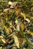 Dateiname=2017-10-17_16-33-34_Herbst_7D1L3917_DxO.jpg
Dateigröße=3855KB
Abmessungen: 3456x5184
hinzugefügt am: 17. Oktober 2017 2017-10-17_16-33-34_Herbst_7D1L3917_DxO.jpg