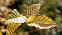 Dateiname=2017-10-17_16-34-29_Herbst_7D1L3924_DxOb.jpg
Dateigröße=2741KB
Abmessungen: 5190x2919
hinzugefügt am: 17. Oktober 2017 2017-10-17_16-34-29_Herbst_7D1L3924_DxOb.jpg