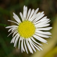 Dateiname=2017-10-24_01-54-00_Herbstblumen_7D1L3950_DxO_bs.JPG
Dateigröße=721KB
Abmessungen: 1920x1920
hinzugefügt am: 24. Oktober 2017 2017-10-24_01-54-00_Herbstblumen_7D1L3950_DxO_bs.JPG