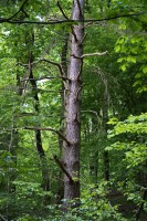 Dateiname=2015-05-05_16-54-04_wald_7D2L0471bs.jpg
Dateigröße=1573KB
Abmessungen: 1280x1920
hinzugefügt am: 05. Mai 2015 2015-05-05_16-54-04_wald_7D2L0471bs.jpg