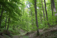 Dateiname=2015-05-05_16-54-05_wald_7D2L0475bs.jpg
Dateigröße=1727KB
Abmessungen: 1920x1280
hinzugefügt am: 05. Mai 2015 2015-05-05_16-54-05_wald_7D2L0475bs.jpg