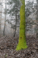 Dateiname=7D2L2750_DxO_gimp.jpg
Dateigröße=1511KB
Abmessungen: 1280x1920
hinzugefügt am: 09. Januar 2018 7D2L2750_DxO_gimp.jpg
