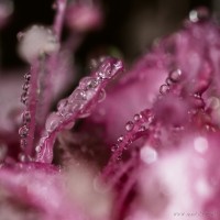 Dateiname=2017-08-09_06-41-45_Morgentau_7D2L6812bs.JPG
Dateigröße=927KB
Abmessungen: 1920x1920
hinzugefügt am: 09. August 2017 2017-08-09_06-41-45_Morgentau_7D2L6812bs.JPG