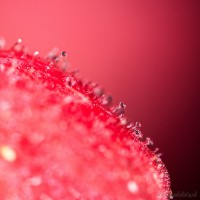 Dateiname=2017-08-09_06-45-02_Morgentau_7D2L6824bs.JPG
Dateigröße=895KB
Abmessungen: 1920x1920
hinzugefügt am: 09. August 2017 2017-08-09_06-45-02_Morgentau_7D2L6824bs.JPG