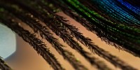 Dateiname=2017-01-18_01-47-46_straussenfeder_7D1L9850bs.JPG
Dateigröße=541KB
Abmessungen: 1920x960
hinzugefügt am: 18. Januar 2017 2017-01-18_01-47-46_straussenfeder_7D1L9850bs.JPG