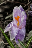 Dateiname=7D1L1630_DxO_gimp_bs.JPG
Dateigröße=609KB
Abmessungen: 1280x1920
hinzugefügt am: 27. März 2018 7D1L1630_DxO_gimp_bs.JPG