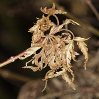 Dateiname=_D1L6991_Ds.JPG
Dateigröße=713KB
Abmessungen: 1920x1920
hinzugefügt am: 05. Februar 2019 _D1L6991_Ds.JPG