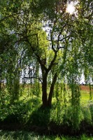 Dateiname=sonnenbaum.JPG
Dateigröße=1753KB
Abmessungen: 1280x1920
hinzugefügt am: 10. Mai 2011 sonnenbaum.JPG