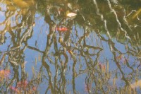 Dateiname=teich_abstract.jpg
Dateigröße=202KB
Abmessungen: 1280x853
hinzugefügt am: 30. Juli 2010 teich_abstract.jpg