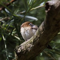 Dateiname=2017-06-08_10-27-11_Tierpark-Herberstein_7D1L1346bws.JPG
Dateigröße=689KB
Abmessungen: 1567x1567
hinzugefügt am: 13. Juni 2017 2017-06-08_10-27-11_Tierpark-Herberstein_7D1L1346bws.JPG
