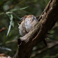 Dateiname=2017-06-08_10-27-15_Tierpark-Herberstein_7D1L1348bws.JPG
Dateigröße=679KB
Abmessungen: 1567x1567
hinzugefügt am: 13. Juni 2017 2017-06-08_10-27-15_Tierpark-Herberstein_7D1L1348bws.JPG