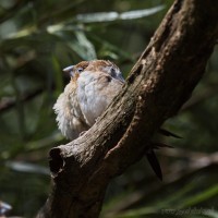 Dateiname=2017-06-08_10-27-18_Tierpark-Herberstein_7D1L1350bws.JPG
Dateigröße=691KB
Abmessungen: 1567x1567
hinzugefügt am: 13. Juni 2017 2017-06-08_10-27-18_Tierpark-Herberstein_7D1L1350bws.JPG