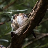 Dateiname=2017-06-08_10-27-19_Tierpark-Herberstein_7D1L1352bws.JPG
Dateigröße=678KB
Abmessungen: 1567x1567
hinzugefügt am: 13. Juni 2017 2017-06-08_10-27-19_Tierpark-Herberstein_7D1L1352bws.JPG