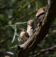 Dateiname=2017-06-08_10-27-23_Tierpark-Herberstein_7D1L1354bws.JPG
Dateigröße=607KB
Abmessungen: 1567x1568
hinzugefügt am: 13. Juni 2017 2017-06-08_10-27-23_Tierpark-Herberstein_7D1L1354bws.JPG