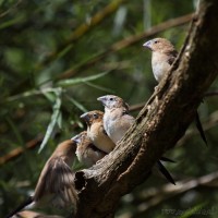 Dateiname=2017-06-08_10-27-23_Tierpark-Herberstein_7D1L1356bws.JPG
Dateigröße=654KB
Abmessungen: 1567x1567
hinzugefügt am: 13. Juni 2017 2017-06-08_10-27-23_Tierpark-Herberstein_7D1L1356bws.JPG