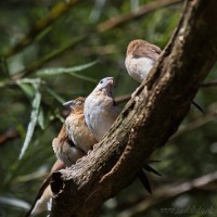 Dateiname=2017-06-08_10-27-24_Tierpark-Herberstein_7D1L1359bws.JPG
Dateigröße=694KB
Abmessungen: 1567x1567
hinzugefügt am: 13. Juni 2017 2017-06-08_10-27-24_Tierpark-Herberstein_7D1L1359bws.JPG