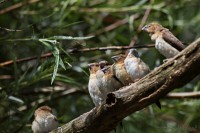 Dateiname=2017-06-08_10-27-36_Tierpark-Herberstein_7D1L1365bws.JPG
Dateigröße=648KB
Abmessungen: 1920x1280
hinzugefügt am: 13. Juni 2017 2017-06-08_10-27-36_Tierpark-Herberstein_7D1L1365bws.JPG
