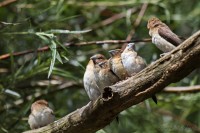 Dateiname=2017-06-08_10-27-37_Tierpark-Herberstein_7D1L1369bws.JPG
Dateigröße=707KB
Abmessungen: 1920x1280
hinzugefügt am: 13. Juni 2017 2017-06-08_10-27-37_Tierpark-Herberstein_7D1L1369bws.JPG