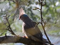 Dateiname=2017-06-08_10-27-57_Tierpark-Herberstein_7D1L1386bws.JPG
Dateigröße=680KB
Abmessungen: 1810x1357
hinzugefügt am: 13. Juni 2017 2017-06-08_10-27-57_Tierpark-Herberstein_7D1L1386bws.JPG
