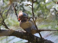 Dateiname=2017-06-08_10-27-59_Tierpark-Herberstein_7D1L1389bws.JPG
Dateigröße=678KB
Abmessungen: 1810x1357
hinzugefügt am: 13. Juni 2017 2017-06-08_10-27-59_Tierpark-Herberstein_7D1L1389bws.JPG