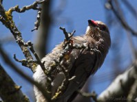 Dateiname=2017-06-08_10-30-54_Tierpark-Herberstein_7D1L1428bws.JPG
Dateigröße=585KB
Abmessungen: 1810x1357
hinzugefügt am: 13. Juni 2017 2017-06-08_10-30-54_Tierpark-Herberstein_7D1L1428bws.JPG