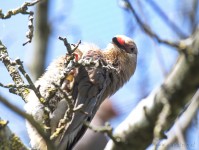 Dateiname=2017-06-08_10-31-02_Tierpark-Herberstein_7D1L1437bws.JPG
Dateigröße=644KB
Abmessungen: 1810x1358
hinzugefügt am: 13. Juni 2017 2017-06-08_10-31-02_Tierpark-Herberstein_7D1L1437bws.JPG