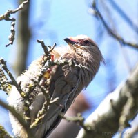 Dateiname=2017-06-08_10-31-02_Tierpark-Herberstein_7D1L1439bws.JPG
Dateigröße=661KB
Abmessungen: 1567x1567
hinzugefügt am: 13. Juni 2017 2017-06-08_10-31-02_Tierpark-Herberstein_7D1L1439bws.JPG