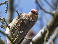 Dateiname=2017-06-08_10-31-03_Tierpark-Herberstein_7D1L1440bws.JPG
Dateigröße=669KB
Abmessungen: 1810x1357
hinzugefügt am: 13. Juni 2017 2017-06-08_10-31-03_Tierpark-Herberstein_7D1L1440bws.JPG