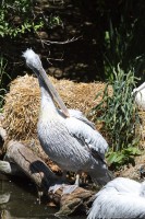 Dateiname=2017-06-08_10-49-06_Tierpark-Herberstein_7D1L1468bws.JPG
Dateigröße=1090KB
Abmessungen: 1280x1920
hinzugefügt am: 13. Juni 2017 2017-06-08_10-49-06_Tierpark-Herberstein_7D1L1468bws.JPG