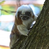 Dateiname=2017-06-08_11-14-47_Tierpark-Herberstein_7D1L1545bws.JPG
Dateigröße=673KB
Abmessungen: 1567x1568
hinzugefügt am: 13. Juni 2017 2017-06-08_11-14-47_Tierpark-Herberstein_7D1L1545bws.JPG