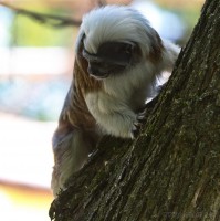 Dateiname=2017-06-08_11-14-48_Tierpark-Herberstein_7D1L1549bws.JPG
Dateigröße=682KB
Abmessungen: 1567x1568
hinzugefügt am: 13. Juni 2017 2017-06-08_11-14-48_Tierpark-Herberstein_7D1L1549bws.JPG