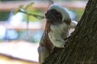 Dateiname=2017-06-08_11-14-53_Tierpark-Herberstein_7D1L1567bws.JPG
Dateigröße=633KB
Abmessungen: 1920x1280
hinzugefügt am: 13. Juni 2017 2017-06-08_11-14-53_Tierpark-Herberstein_7D1L1567bws.JPG