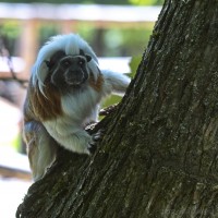 Dateiname=2017-06-08_11-14-59_Tierpark-Herberstein_7D1L1570bws.JPG
Dateigröße=822KB
Abmessungen: 1567x1567
hinzugefügt am: 13. Juni 2017 2017-06-08_11-14-59_Tierpark-Herberstein_7D1L1570bws.JPG